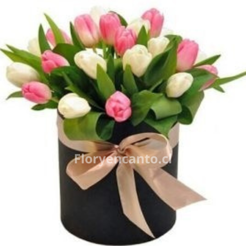 Box de 30 Tulipanes