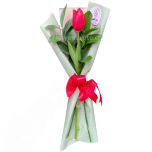 Un Amor, Un Tulipán