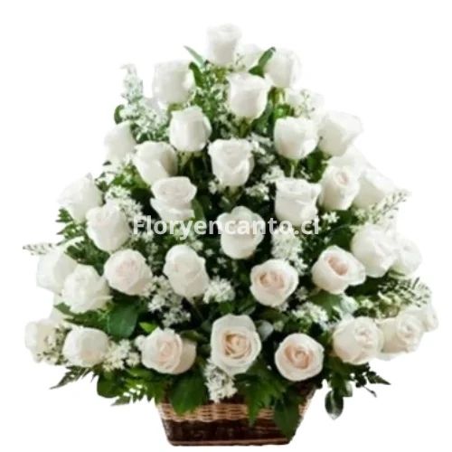 Canasta de 36 Rosas Blancas Dulce Tranquilidad
