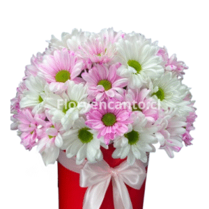 Box de margaritas Doble Encanto